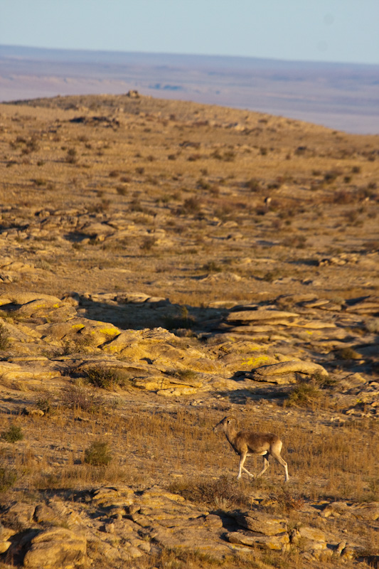 Argali